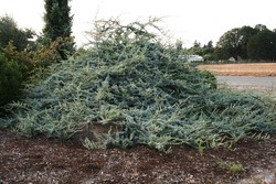 Cedrus atlantica 'Blue Cascade — photo 3